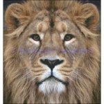 (image for) Lion Stare