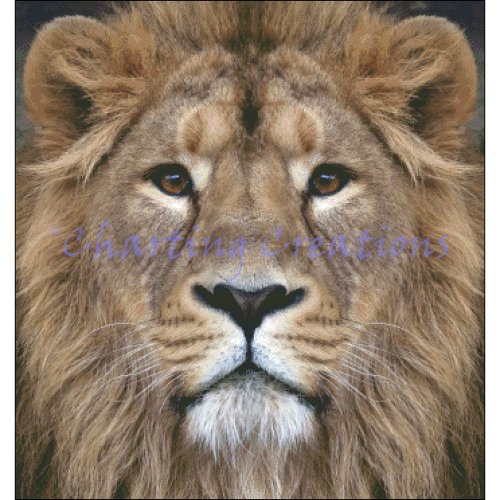 (image for) Lion Stare