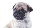(image for) Pug