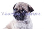 (image for) Pug