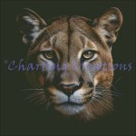 (image for) Puma Stare