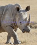 (image for) Rhino On The Plains