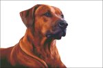 (image for) Rhodesian Ridgeback
