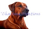 (image for) Rhodesian Ridgeback