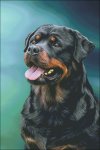 (image for) Rottweiler Portrait