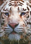 (image for) Small Fractal White Tiger