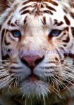 (image for) Small Fractal White Tiger