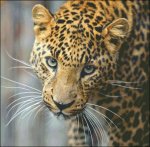 (image for) Small Leopard Stare