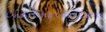 (image for) Snippet Tiger Stare