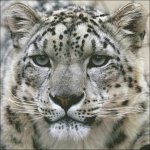 (image for) Snow Leopard Stare