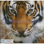 (image for) Tiger Stare