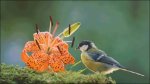 (image for) Titmouse And Tiger