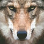 (image for) Wolf Stare