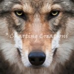 (image for) Wolf Stare
