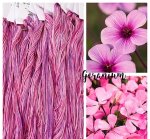 (image for) Geranium