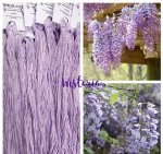 (image for) Wisteria