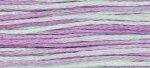 (image for) Blue Aster