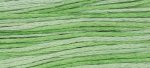 (image for) Cactus
