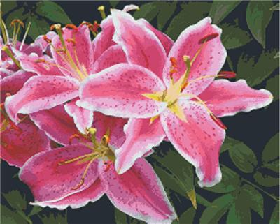 Stargazers