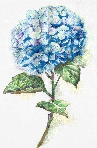 Blue Hydrangea