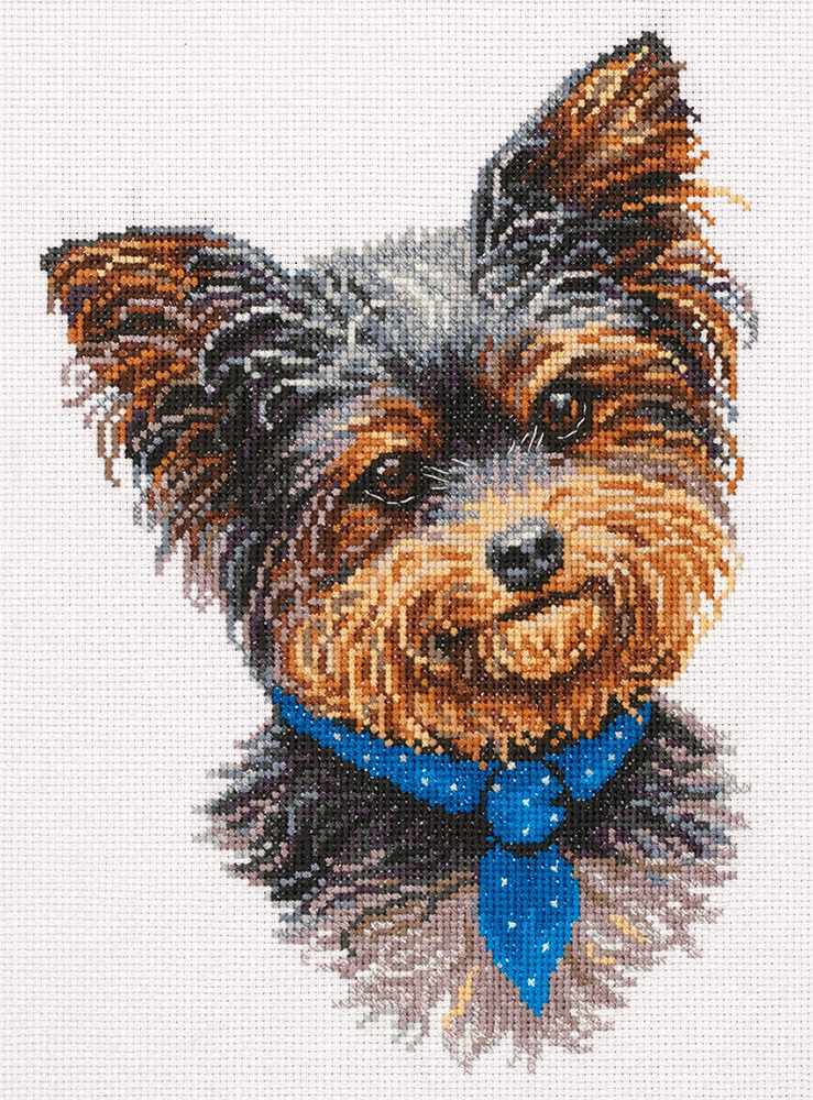 Yorkshire Terrier
