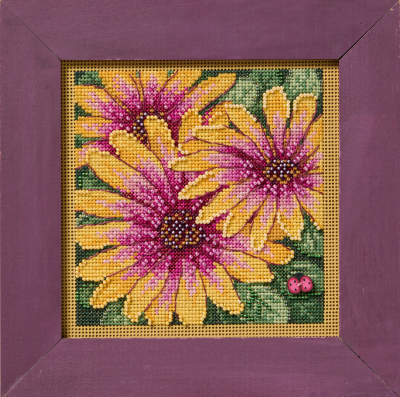 (image for) African Daisies (2025)