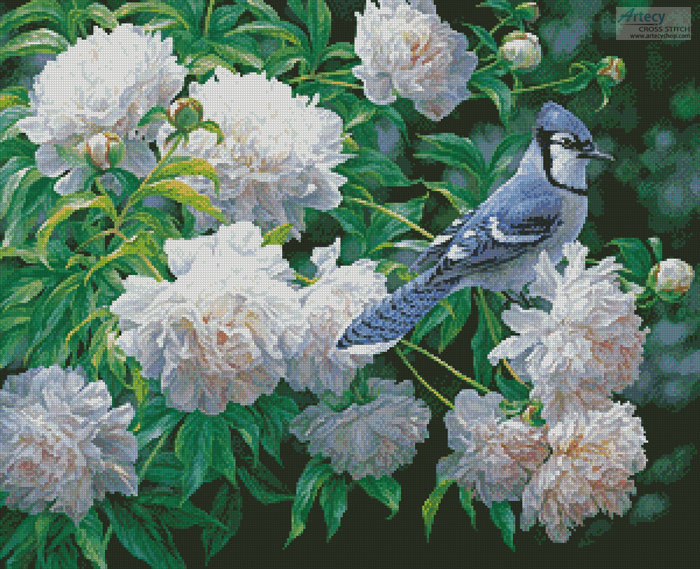 Blue Jay In Peonies