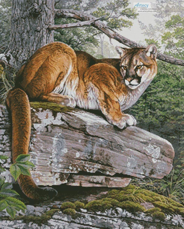 Eastern Cougar