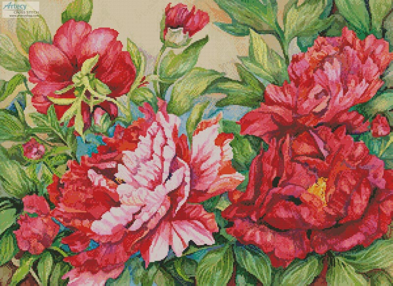 Peonies in Shades of Red