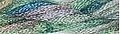 (image for) Spruce - Caron Collection Waterlilies